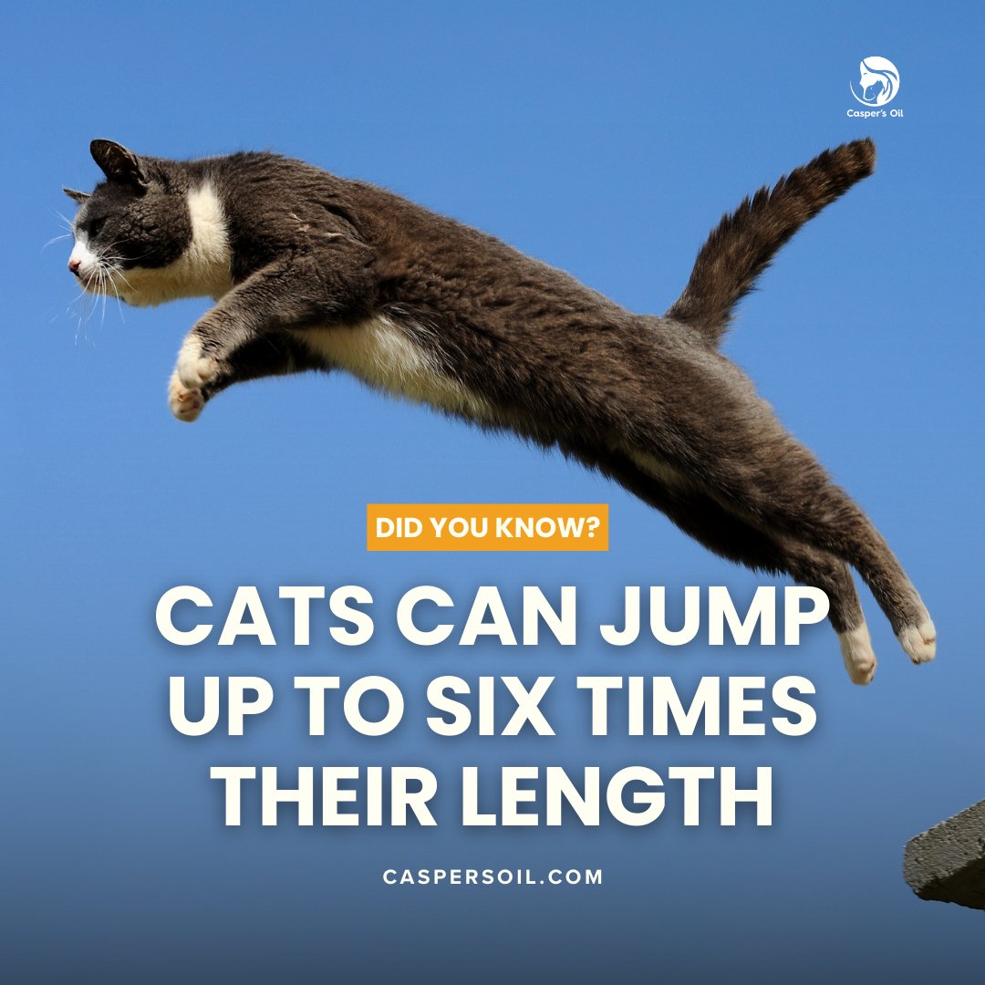 caspersoil's tweet photo. #Didyouknow

They should do some cat Olympics, they are very athletic. 

#cattips #catfacts #cats #cat #tipscat #facts https://t.co/tzmQJbAUav