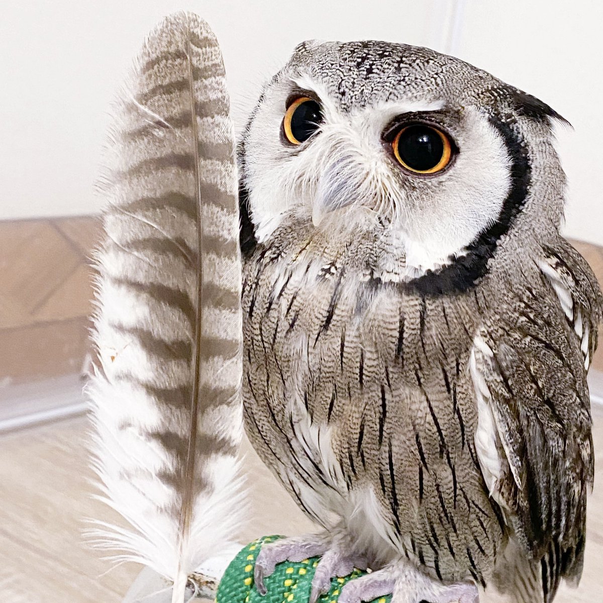 あうるぱーくさんのジーニー🦉と共演している千葉瑞己さん(<a href="/Mick3109/">千葉瑞己(ちばみずき)</a>)のオンライントークイベントがあり、ミュゲと一緒に自宅から参加ました🦉☎︎🏡
何をお話ししようか悩んでいたけど、ミュゲのことを話せて嬉しかった〜！🤭💕
とっても素敵なイケメンでした😆
直前に抜けたお羽根も披露🪶
#フクロウ