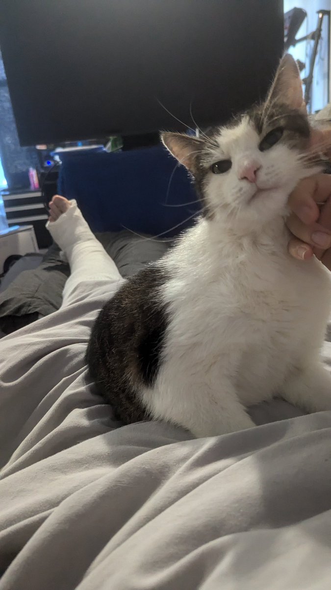 Shirobon tweet media