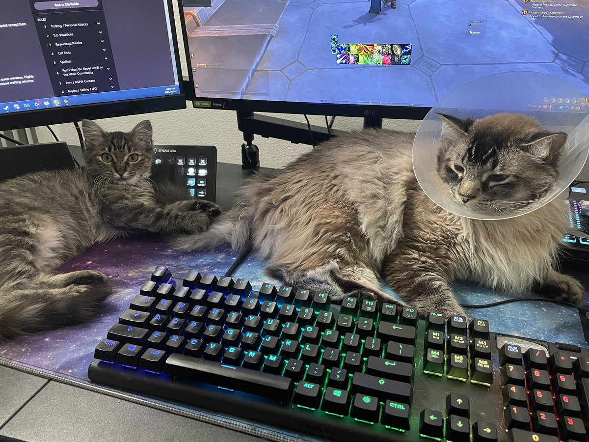 My babies ♥️
