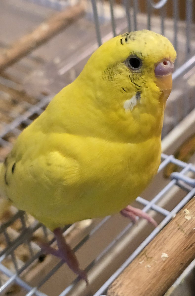 los_sono's tweet photo. おはようございます😃❗
今週もPippi と Peri をよろしくお願いします😄
#budgies #セキセイインコ https://t.co/Yb9WqX7lkf