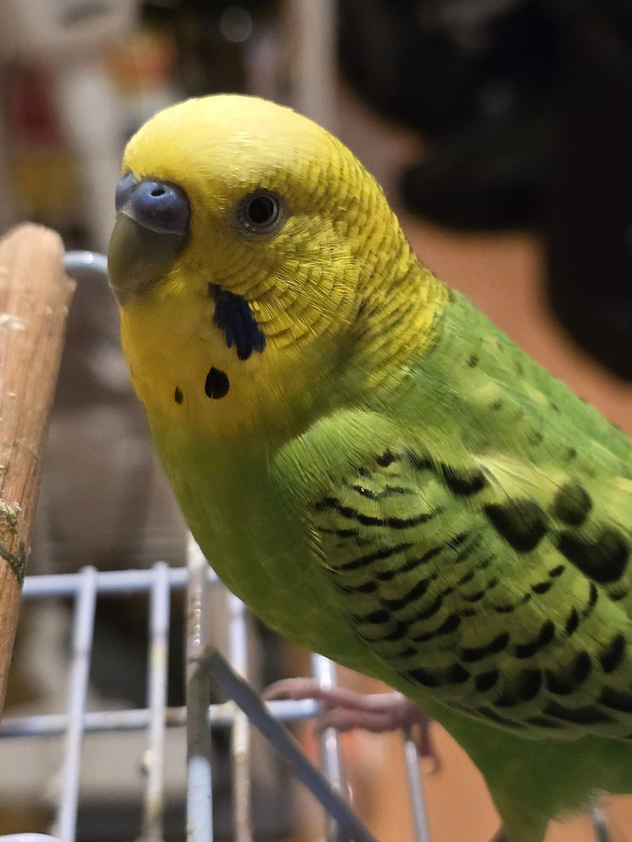 los_sono's tweet photo. おはようございます😃❗
今週もPippi と Peri をよろしくお願いします😄
#budgies #セキセイインコ https://t.co/Yb9WqX7lkf