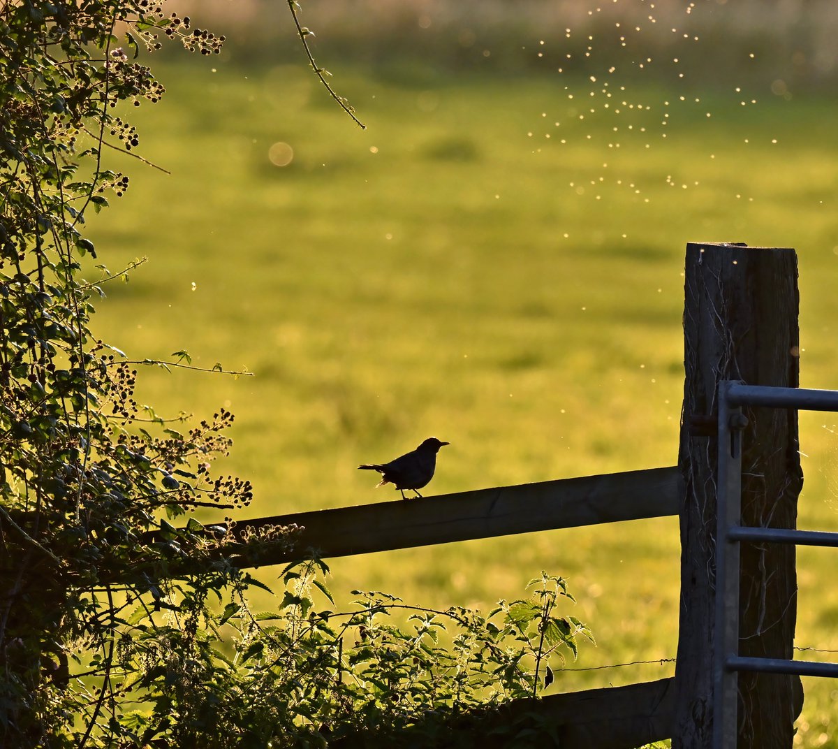 Late evening Blackbird (and midges!) in my Somerset village last week. 😊🐦