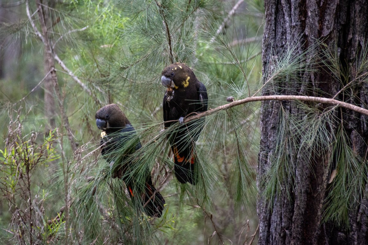 FriendsBats's tweet image. #GunaiKurnaiCountry: So incredible to come across these #Glossyblackcockatoos, sadly they are feeding in forest scheduled for burning. The unburnt  forest btwn Lake Entrance and the Snowy River is the heartland of the VIC Glossy population, which numbers only 35-40 individuals.