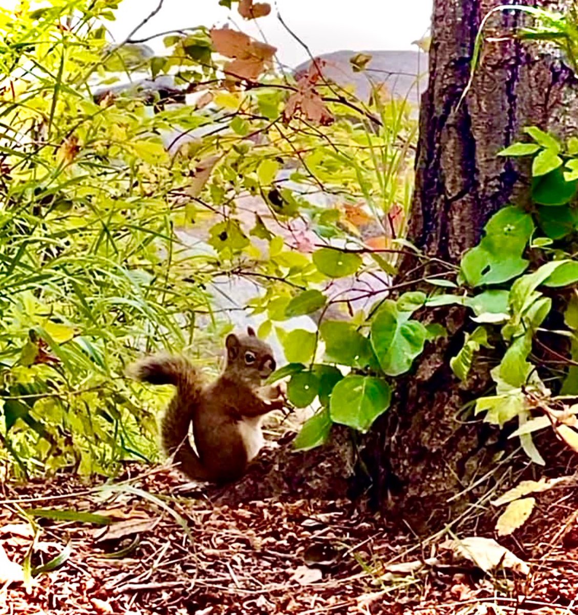 ChristinaKottm2's tweet photo. Saw this cute little critter along the trail today. πΏοΈ #cute #Nature_Walk #Outdoors #August2024 https://t.co/CObom30cMW