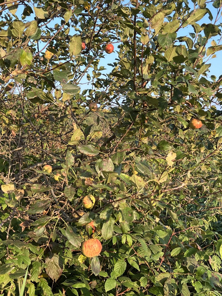 I crawled through the brambles to pick more wild apples for pies.