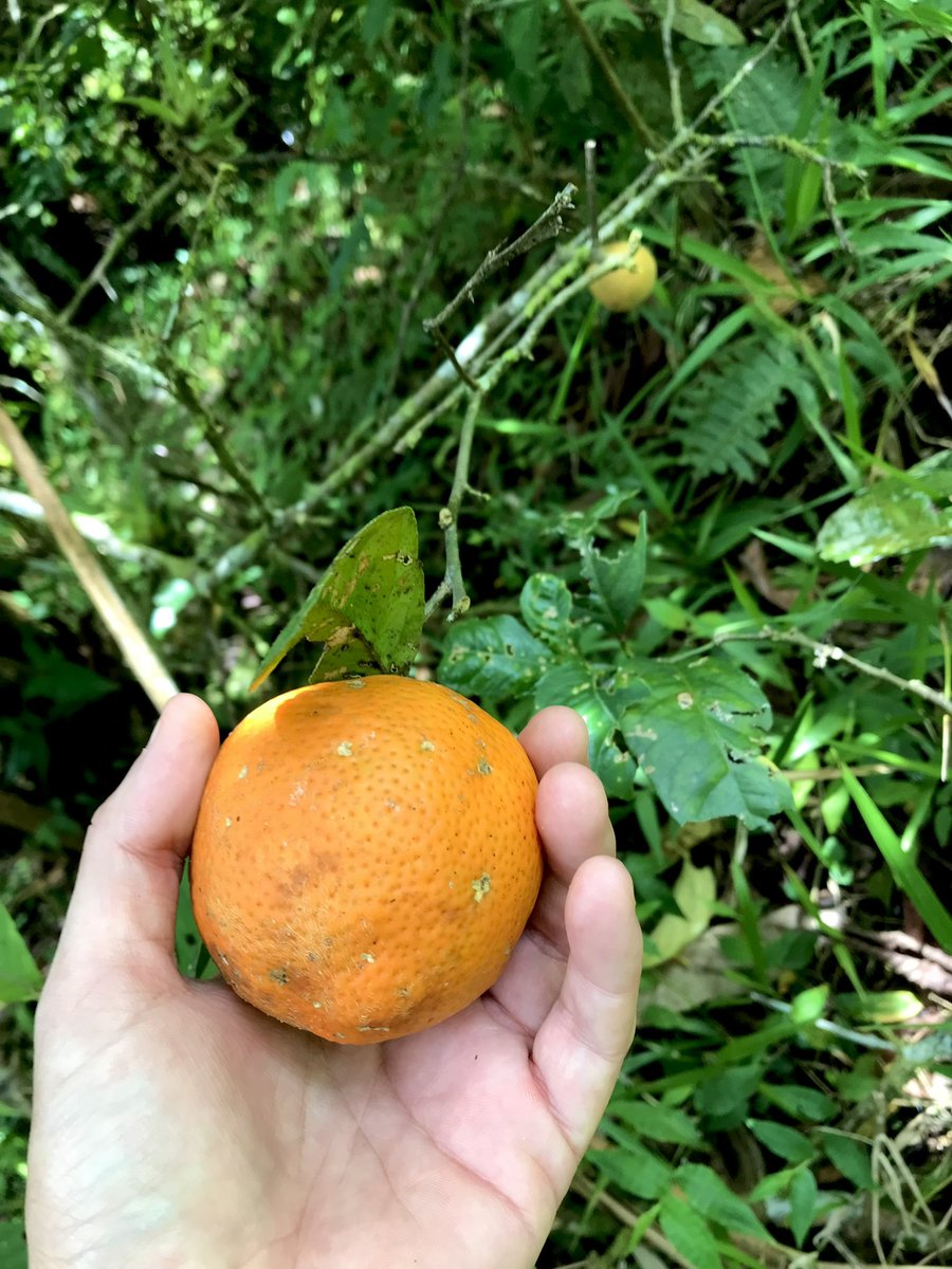 Firefly Shire 🌙✨ tweet media