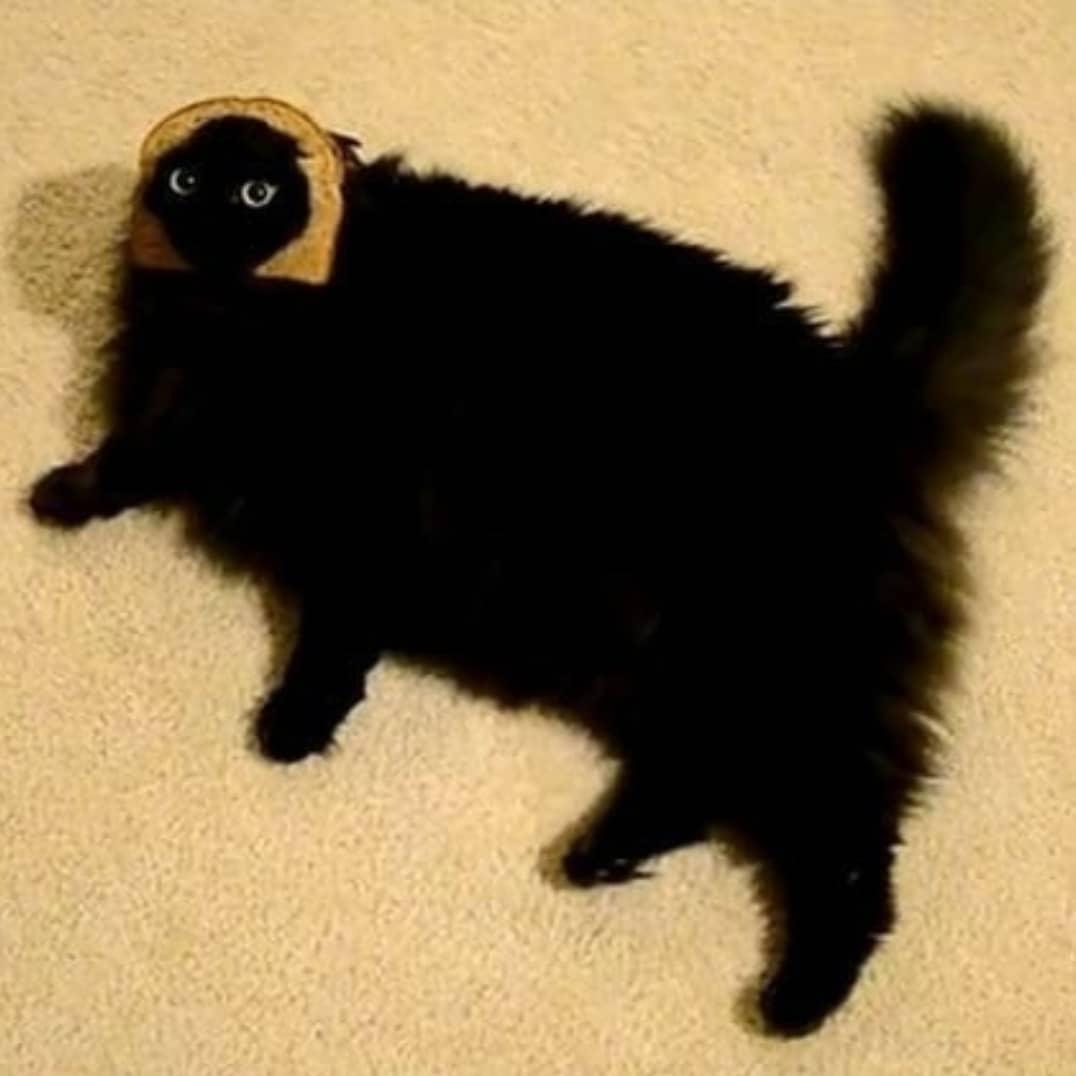 Punch Cat (@punchingcat) on Twitter photo 