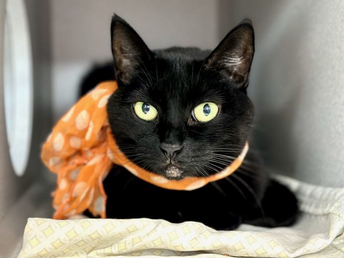 NYCDEATHROWCATS's tweet photo. THERE ARE 37 ANIMALS ( 14 CATS &amp; 23 DOGS)  AT RISK FOR SATURDAY 8/27/24 DEADLINE IS NOON. PLEASE SHARE, FOSTER, ADOPT, TAG FRIENDS, POST TO SOCIAL MEDIA SITES, PLEDGE TO  HELP SAVE THEIR LIVES. NEW PHOTOS https://t.co/Rt2PL8RaPy https://t.co/JQ4PZ5L9xR