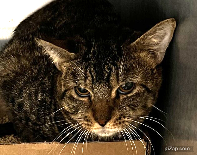 NYCDEATHROWCATS's tweet photo. THERE ARE 37 ANIMALS ( 14 CATS &amp; 23 DOGS)  AT RISK FOR SATURDAY 8/27/24 DEADLINE IS NOON. PLEASE SHARE, FOSTER, ADOPT, TAG FRIENDS, POST TO SOCIAL MEDIA SITES, PLEDGE TO  HELP SAVE THEIR LIVES. NEW PHOTOS https://t.co/Rt2PL8RaPy https://t.co/JQ4PZ5L9xR