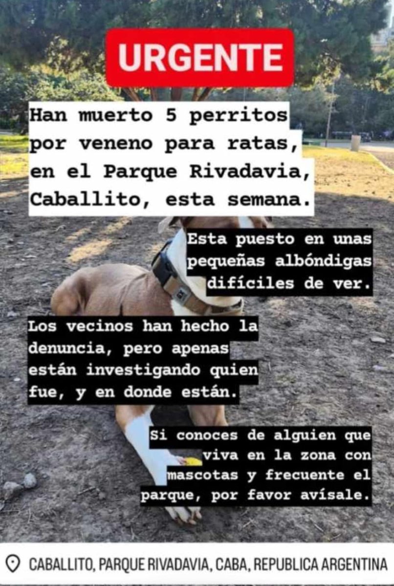 juanavtv's tweet photo. Urgente. Hay veneno en el Parque Rivadavia de Caballito y están muriendo los perritos después de sus paseos. https://t.co/Sjkgy6HFE0