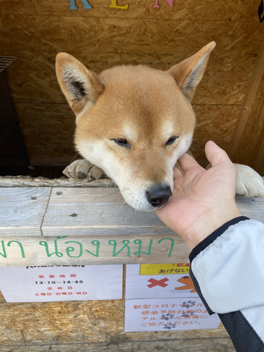 kenkunsolana's tweet photo. 🐾 $Ken is more than just a shopkeeper. He's a loyal friend who offers warmth and love every day. Through his sweet smile and delicious treats, Ken reminds us of the beauty of loyalty and unconditional love. 🧡✨

#SupportKen #ShibaInuLover https://t.co/vFexkVadTe