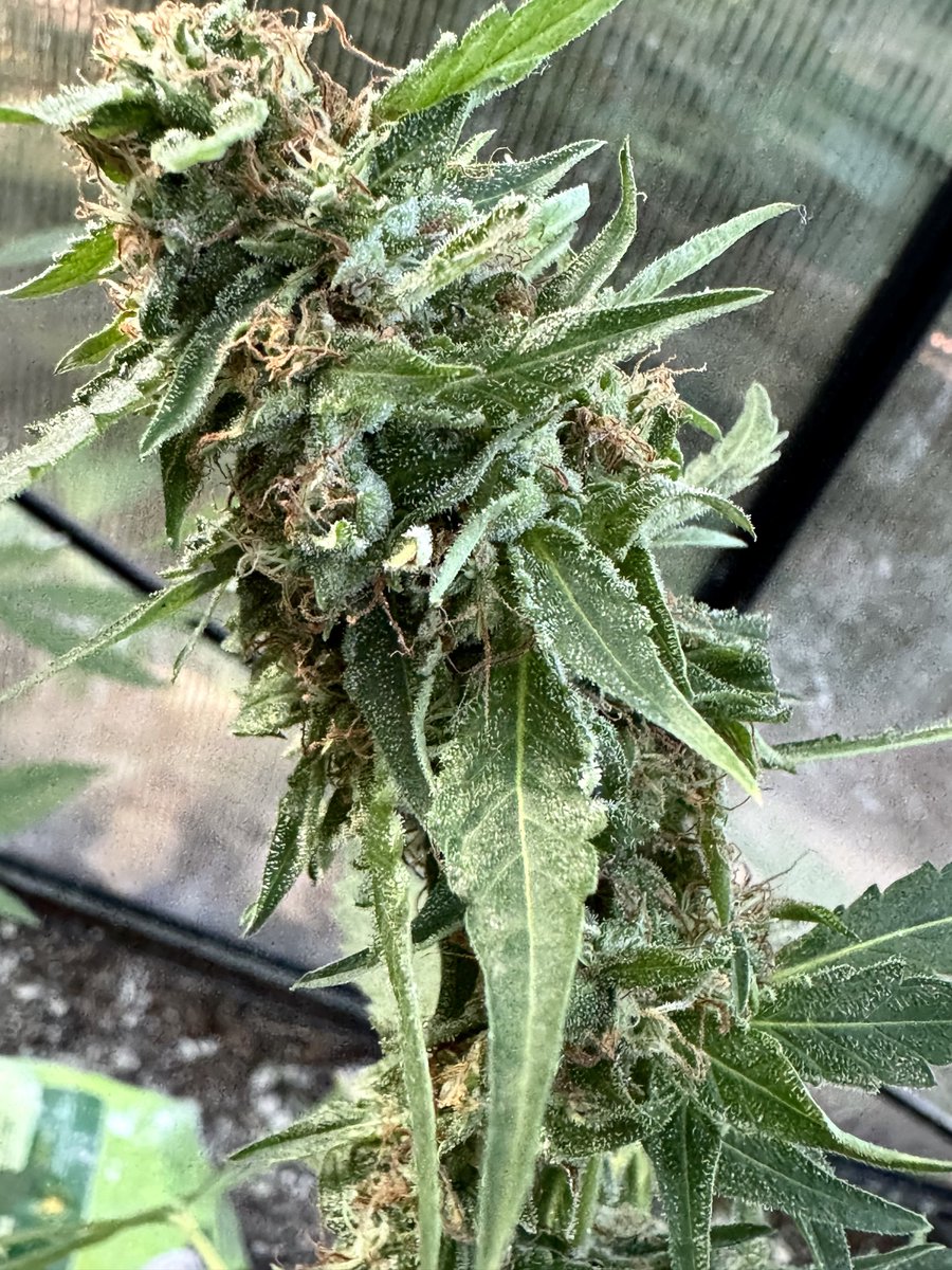Stickee_Ickee's tweet photo. Ready for my first harvest ever!🥳🎆

Biscotti by @M_Seeds_nl 

🪓Day🙌🏾

#Growmies #FirstGrow #CulledEarly #DuckTheMold #Mmemberville https://t.co/Lh7406YdY9