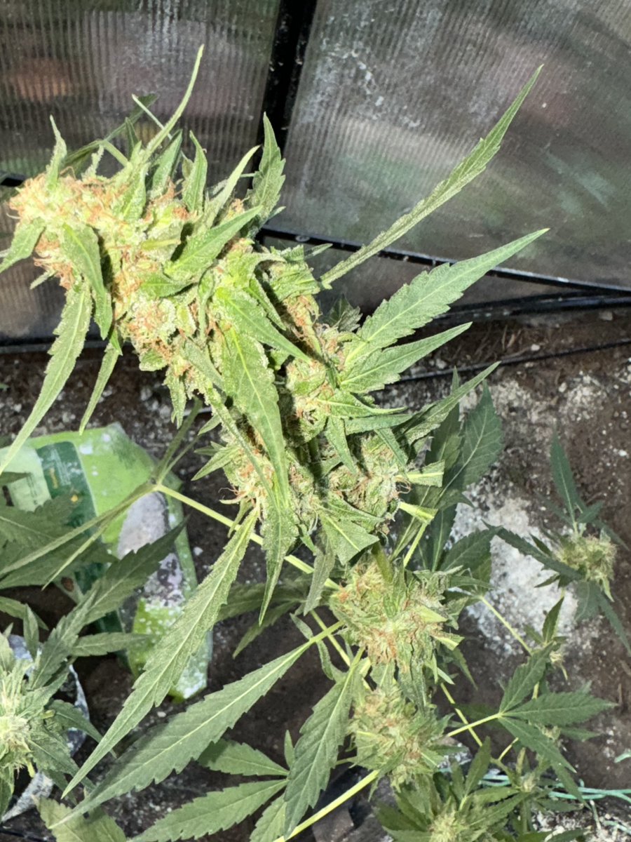 Stickee_Ickee's tweet photo. Ready for my first harvest ever!🥳🎆

Biscotti by @M_Seeds_nl 

🪓Day🙌🏾

#Growmies #FirstGrow #CulledEarly #DuckTheMold #Mmemberville https://t.co/Lh7406YdY9