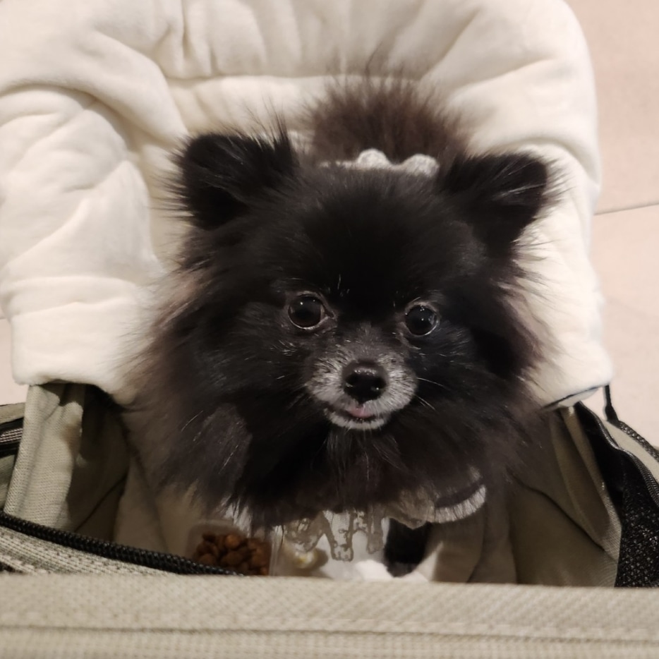 6_u64's tweet photo. 씨방근데
딥페이크 그거 
내계정3개는 안털렸는데
우리 강아지 계정은 털림 ㅠㅡㅜㅠ띠밯!!!! https://t.co/ZgAGw76rxt