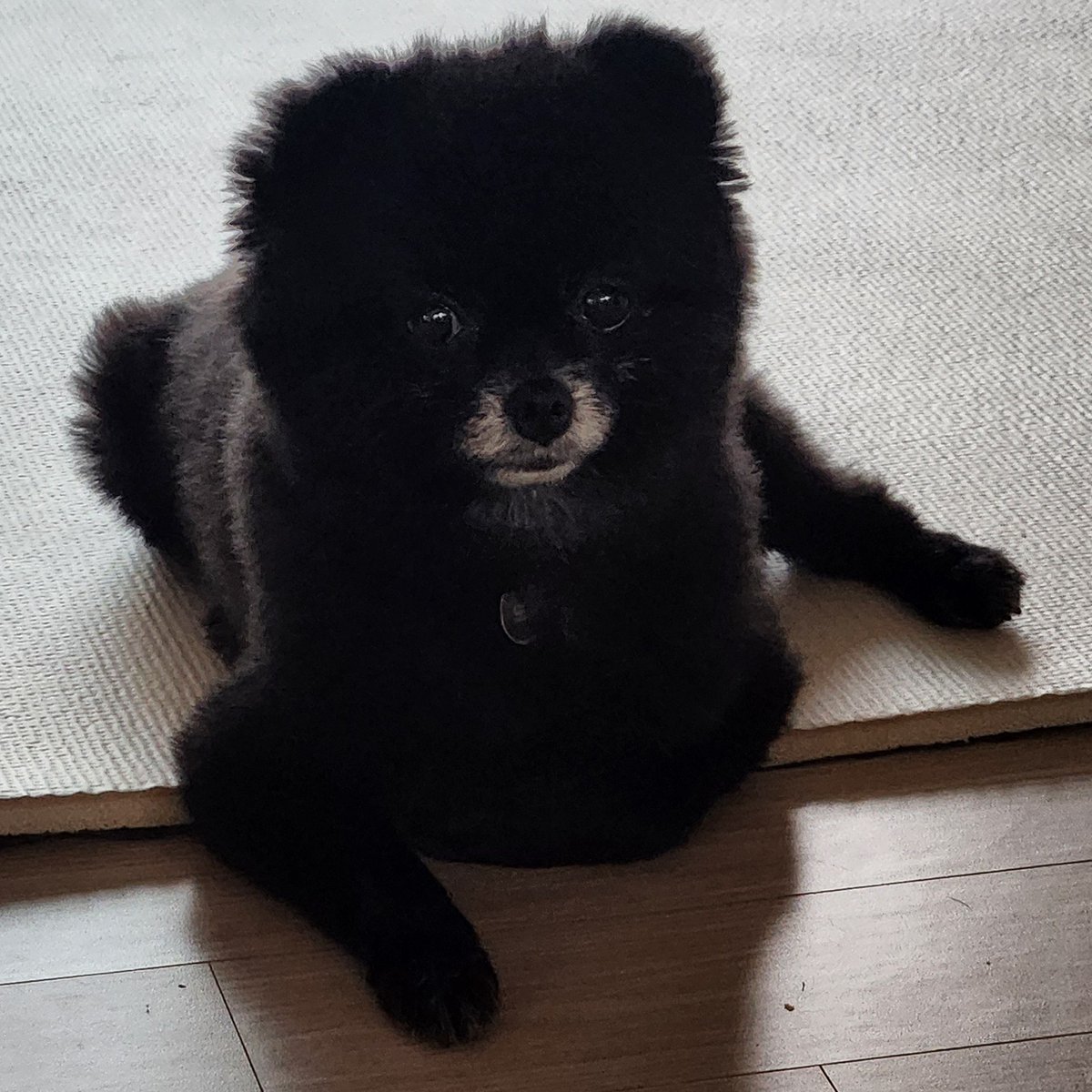 6_u64's tweet photo. 씨방근데
딥페이크 그거 
내계정3개는 안털렸는데
우리 강아지 계정은 털림 ㅠㅡㅜㅠ띠밯!!!! https://t.co/ZgAGw76rxt