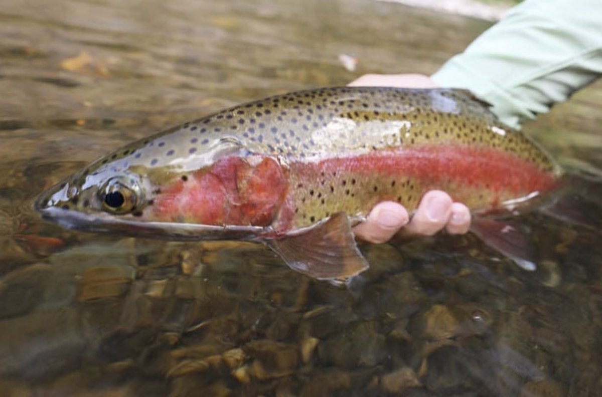 RepYourWater tweet media