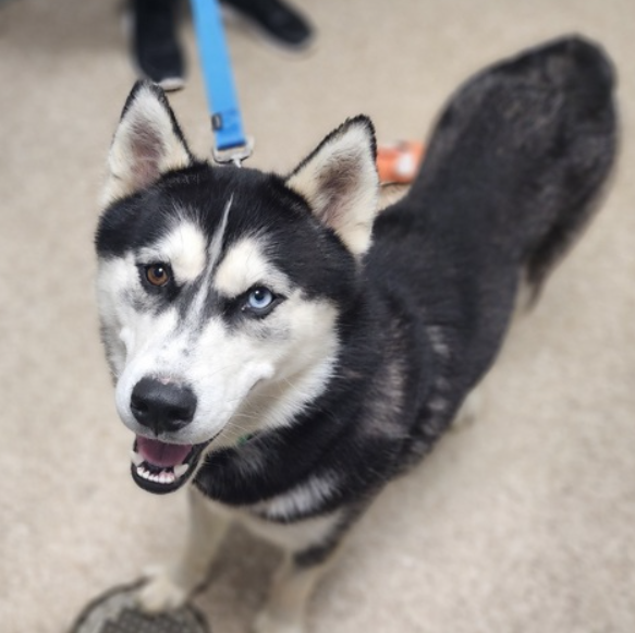 NMBewitched's tweet photo. Barney 
TBK💉8/27
https://t.co/ajPcT3ItDU 
#PuppyLove
#RescueMe #FosterMe 

Barney does great in the yard 
Loves chin scratches &amp; bum rubs 
Great manners &amp; leash skills 
Barney does not like his prison
He cries, avoids returning to it 
#Pledge4Rescue https://t.co/LuhKnlAoOW
