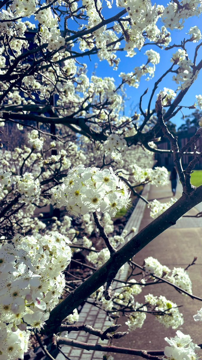 Constantinos Yiallourides (@constantinyiall) on Twitter photo Spring <a href="/Macquarie_Uni/">Macquarie University</a> <a href="/MQ_Library/">MQ_Library</a> Spring <a href="/Macquarie_Uni/">Macquarie University</a> <a href="/MQ_Library/">MQ_Library</a>