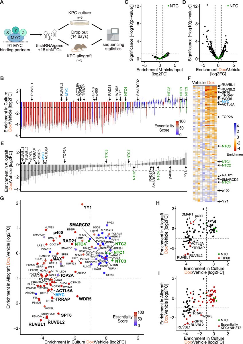 #GUTImage by @_MarkusVogt <a href="/_WolfLab/">Wolf Lab for Tumor Biochemistry</a> et al on

"Targeting MYC effector functions in pancreatic cancer by inhibiting the ATPase RUVBL1/2" via bit.ly/3M5SqkW

<a href="/DiefenbacherL/">@diefenbacherlab.bsky.social</a> <a href="/NevenkaDudvars1/">Nevenka Dudvarski Stankovic</a> #Pancreas #PancreaticCancer