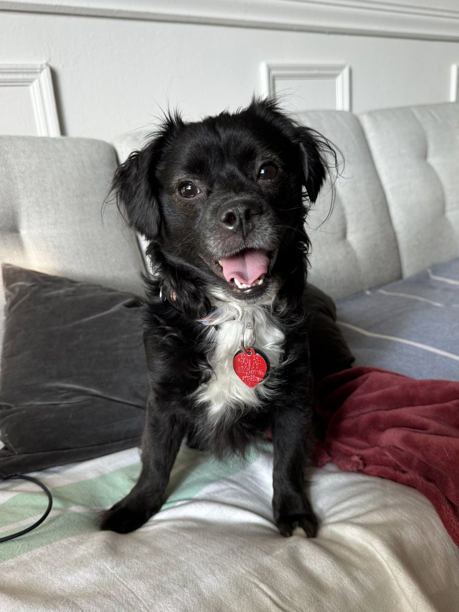 svershbow's tweet photo. Foster Dog Sharpie Report (day 2):
-A bundle of joy, he wants attention and love from everyone 
-Already house trained!?!
-Great with kids 
-An optimal city dog, he was stellar on the subway and loves being carried
-Kennel cough sucks but he's on the mend https://t.co/XmWRPBiVzt