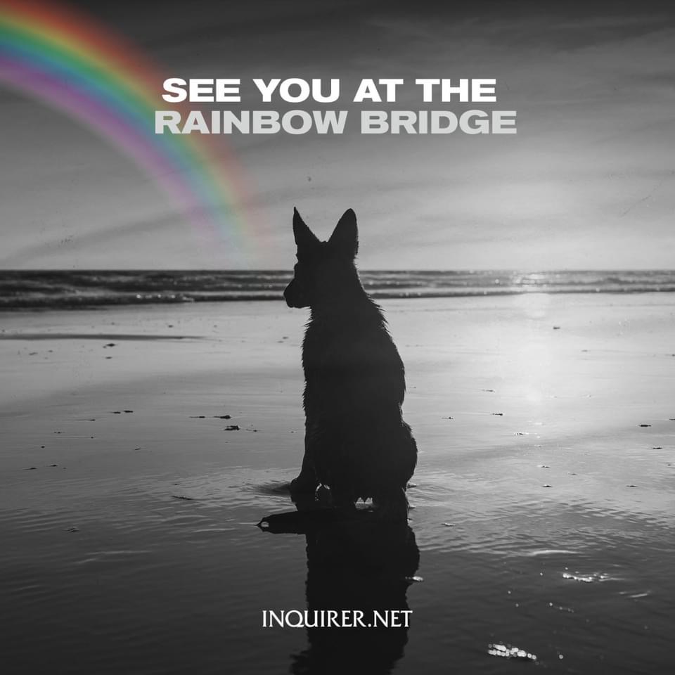 inquirerdotnet's tweet photo. To our furry friends who have crossed the rainbow bridge too early, thank you for all the sloppy kisses and endless cuddles, and for making life brighter. We miss you! #InternationalDogDay https://t.co/A1vgDXozus