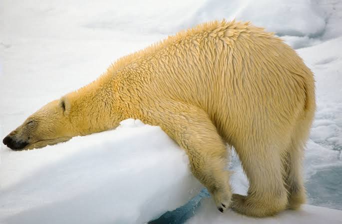 jellypastaa's tweet photo. 🐻‍❄️ WARNA ASLI BERUANG KUTUB

selama ini kita taunya kan si adek dari kutub ini warnanya putih, tapi ada beberapa foto malah memperlihatkan warnanya beda.

malah ada kuning dan hijau.
jadi sebenernya, apasi warna asli rambut mereka?

yuk kita bahas!
[thread belajar bareng] https://t.co/FmoUV9RJMH