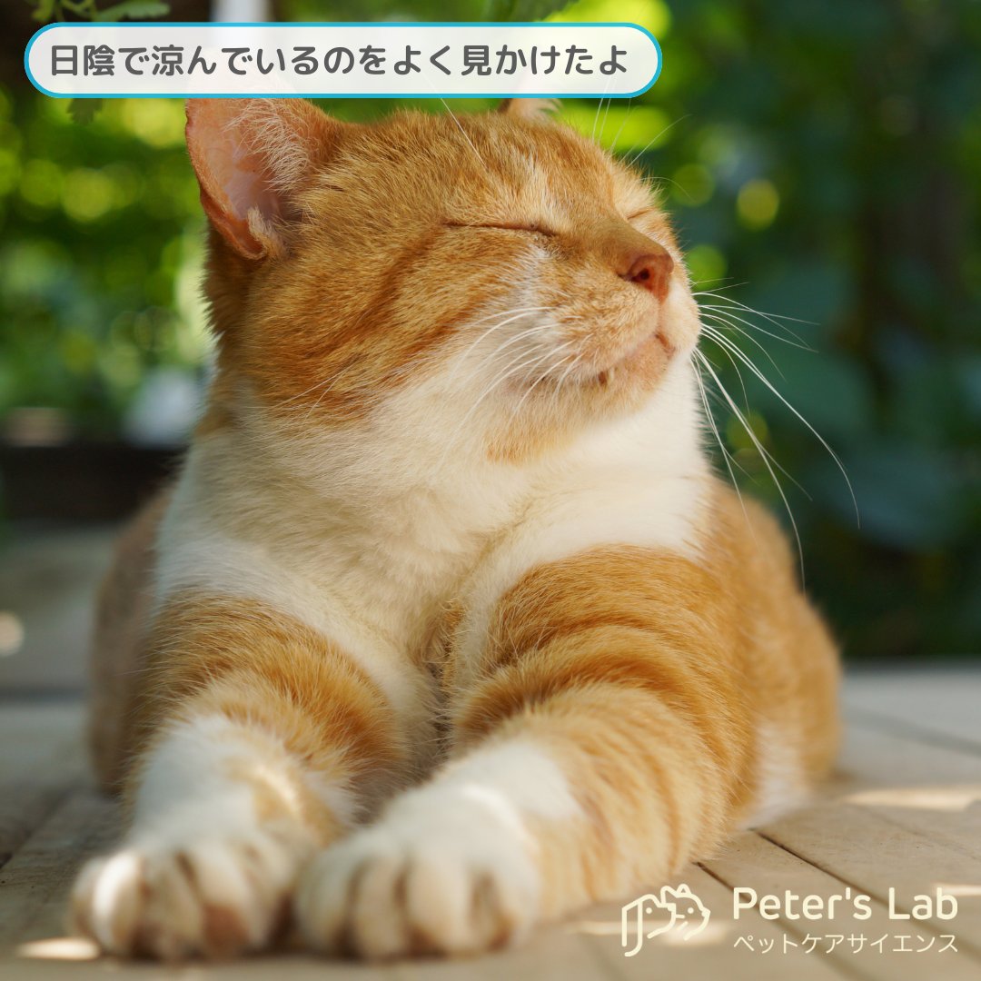 PetersLab_JP's tweet photo. 今すぐペットの健康管理を始めよう!
病気になる前に #ピータースラボ してください😺
#peterslab #ピータースラ�� #ペットケア #ペット遺伝子検査 #ペット健康検査 #犬の健康診断 #猫の健康診断 #わんこ #にゃんこ #ふわもこ部 #いぬすたぐらむ #ねこすたぐらむ #犬のいる暮らし #猫のいる暮らし https://t.co/r6oiAugmBB
