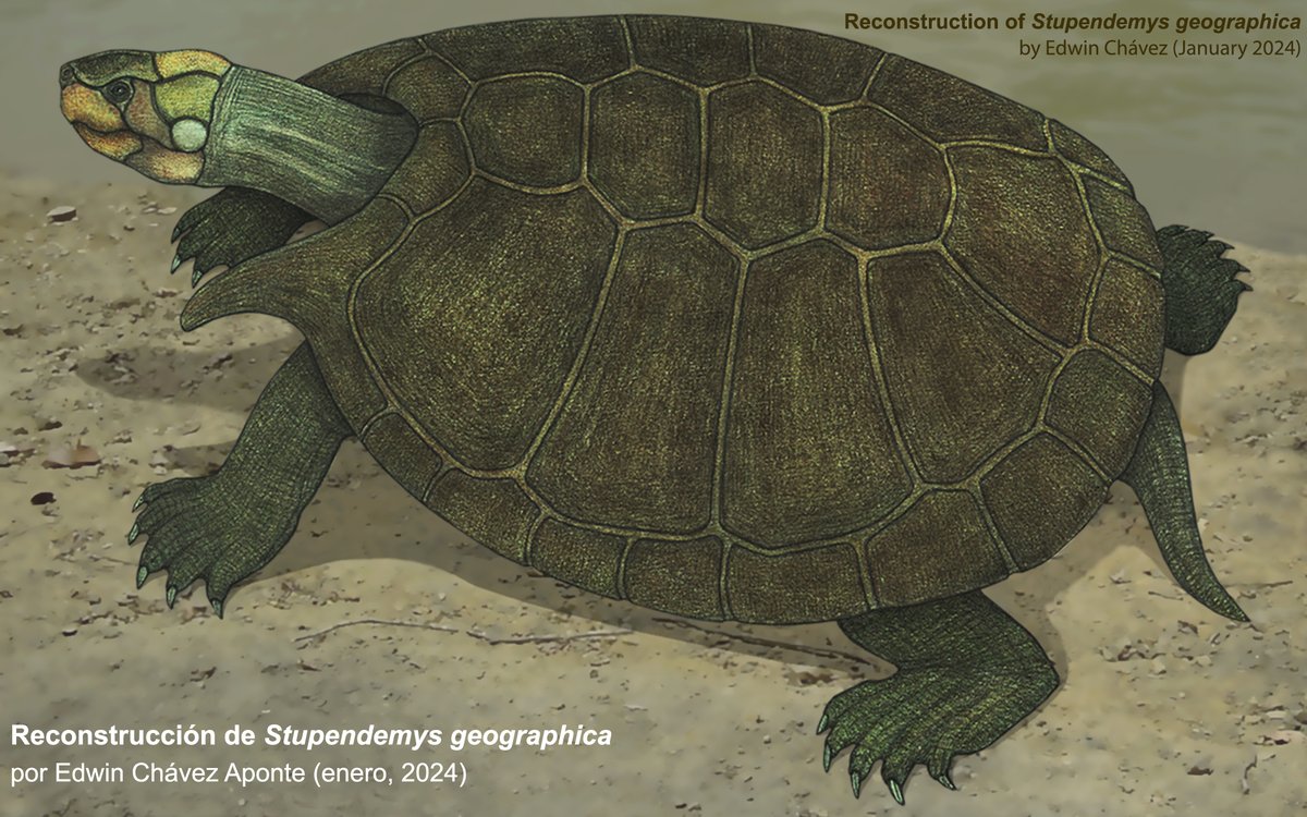 disfrasaurio's tweet photo. 𝘚𝘵𝘶𝘱𝘦𝘯𝘥𝘦𝘮𝘺𝘴 𝘨𝘦𝘰𝘨𝘳𝘢𝘱𝘩𝘪𝘤𝘢, la tortuga dulceacuícola fosil mas grande del norte de Sudamérica (13-5 m.a.a.p.)/ #Stupendemys #geographica the largest fossil freshwater turtle in northern South America (13-5 MYBP). [https://t.co/nAMj12bD0H] https://t.co/OEpc6Y4HHd