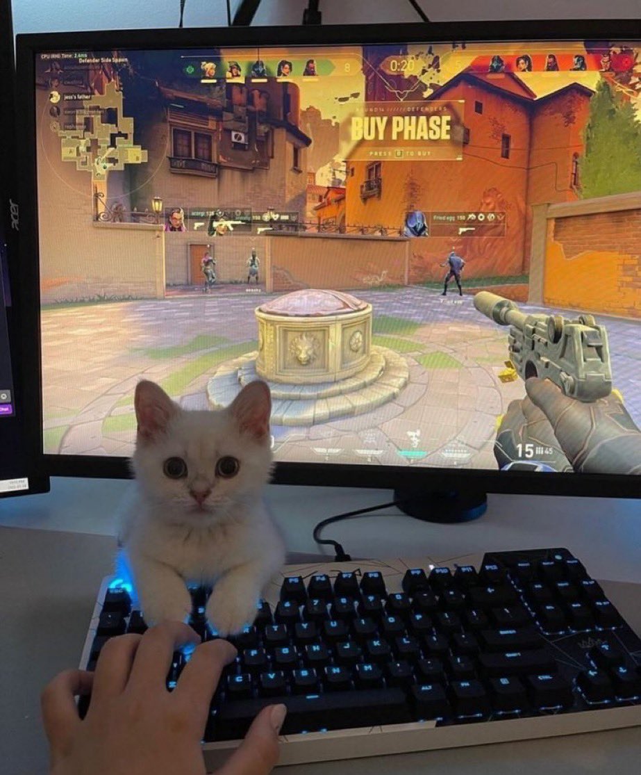 Punch Cat tweet media