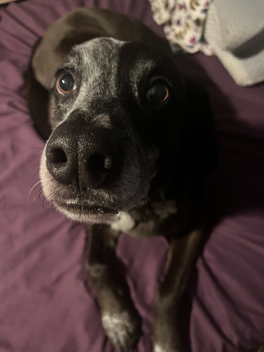 t_rex20_'s tweet photo. @hockeyisaac your #DailyBenny https://t.co/hOje8wxF5u