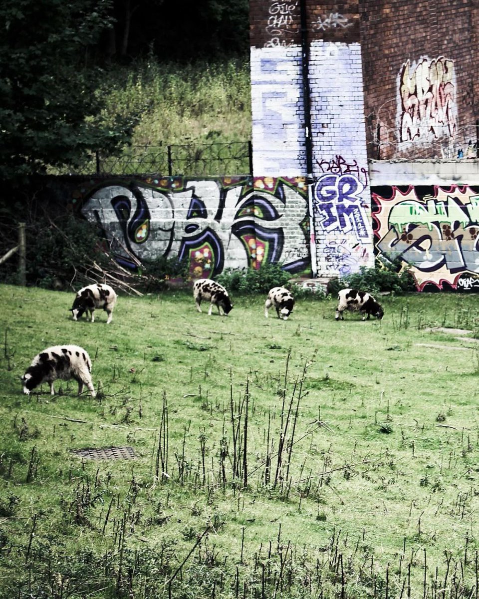 Dylan Johnson tweet media