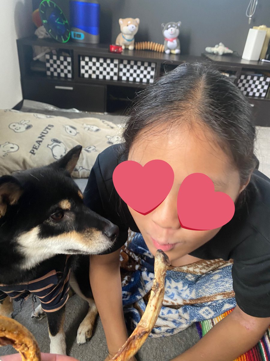 ak_rsh's tweet photo. おねいちゃん…それ…あたちの…🦴

#柴犬
#白柴
#黒柴
#おねいちゃん https://t.co/tYkF5eWKoL