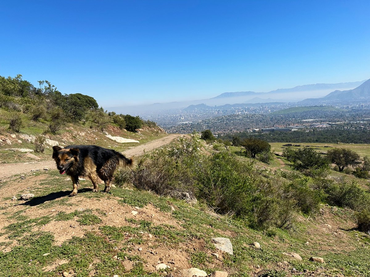 Went birding today with these gems, saw an Andean Condor🦅 and met a very good boy on the way up a big hill (Morre Las Papas) 🐻🐾  #ISEE2024 WE LOVE SANTIAGO ALREADY🇨🇱