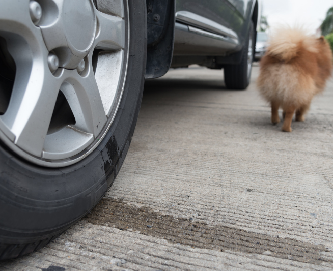 Giving the tyre a little love and letting the world know it’s dog-approved. Happy International Dog Day!
🐶🐾🤣

Tyroola, dog
#internationaldogday

📸Sorranop
