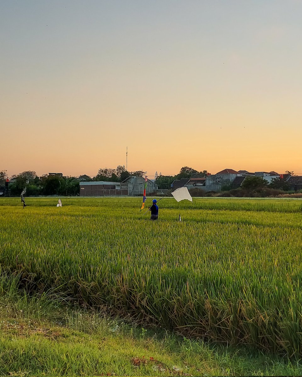 Fardeean_thias's tweet photo. Selamat Pagi Pak Tani
📱Galaxy A71 || Snapdragon 730G
.
#withGalaxy #Samsung #SamsungID #snapdragon #galerisnapdragon #snapdragoninsiders #shotonsnapdragon #pakesnapdragon #shotonsnapdragonsea #morningview https://t.co/86mDIcvrss