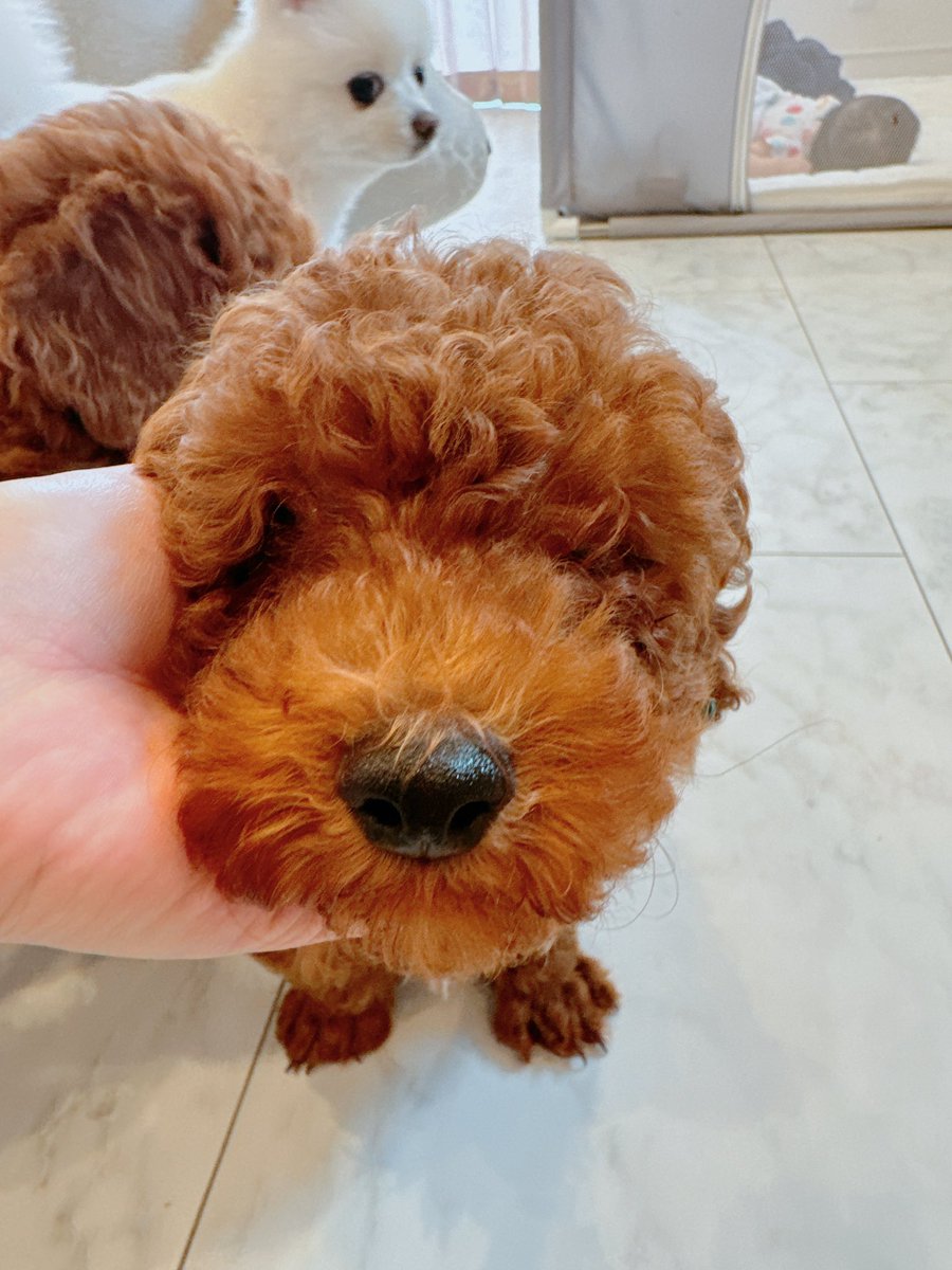 15_78_'s tweet photo. トイプードルの男の子飼いたい方いますか🐶？ https://t.co/wspnvgmzeZ