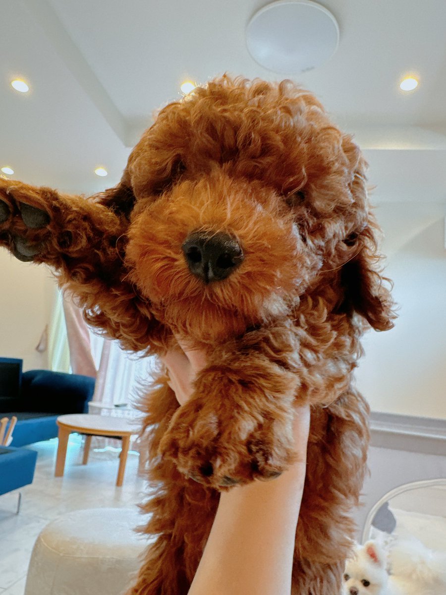15_78_'s tweet photo. トイプードルの男の子飼いたい方いますか🐶？ https://t.co/wspnvgmzeZ
