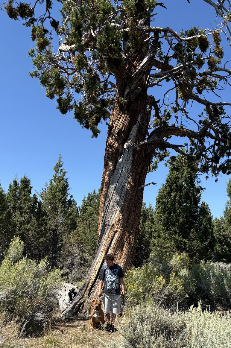 dirtydann760's tweet photo. 🌲 https://t.co/8UUB6k01oJ