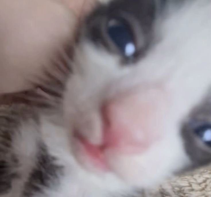 chococwre's tweet photo. https://t.co/8ZMXD8ac3Q