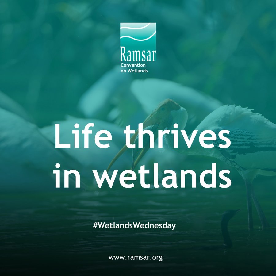 🌿 Wetlands are vital for life, supporting biodiversity that provides food, clean water, jobs and protection from natural disasters. Yet, these ecosystems are disappearing. Urgent action is needed to halt wetlands biodiversity loss.  

#WetlandsMatter
via <a href="/RamsarConv/">Convention on Wetlands</a>