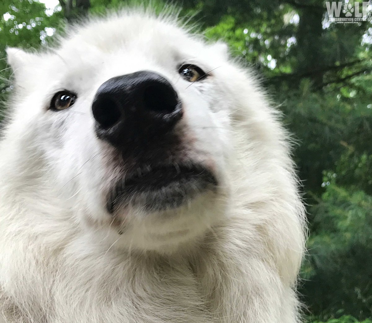 nywolforg's tweet photo. Monday mood 😞 https://t.co/EEnF24i4AX