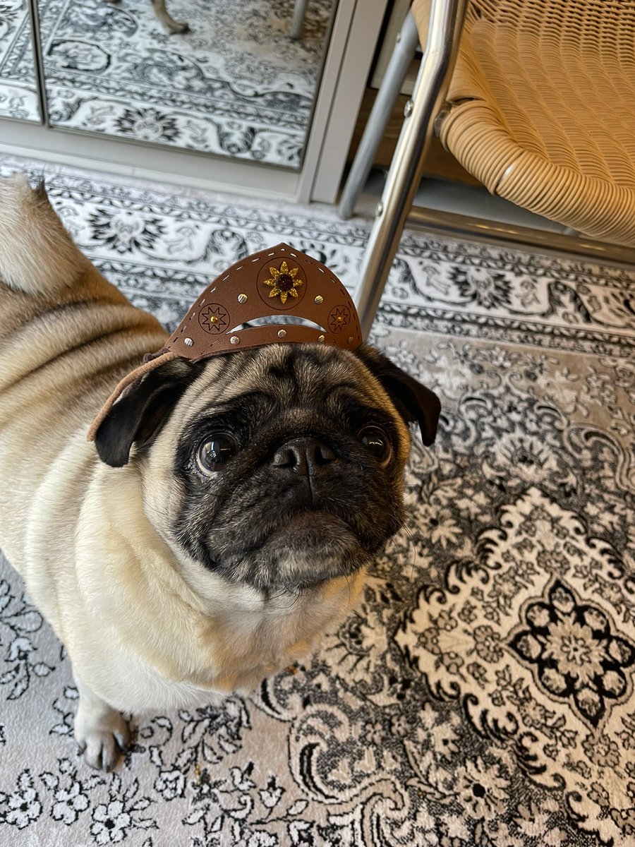 CardozoPoliana's tweet photo. @adriellytaborda @giriquito @TiagoFdosReis São as coisas mais fofas da vida. Uma índole incomparável. Longa vida ao pugs. https://t.co/ORQGC3r5OB