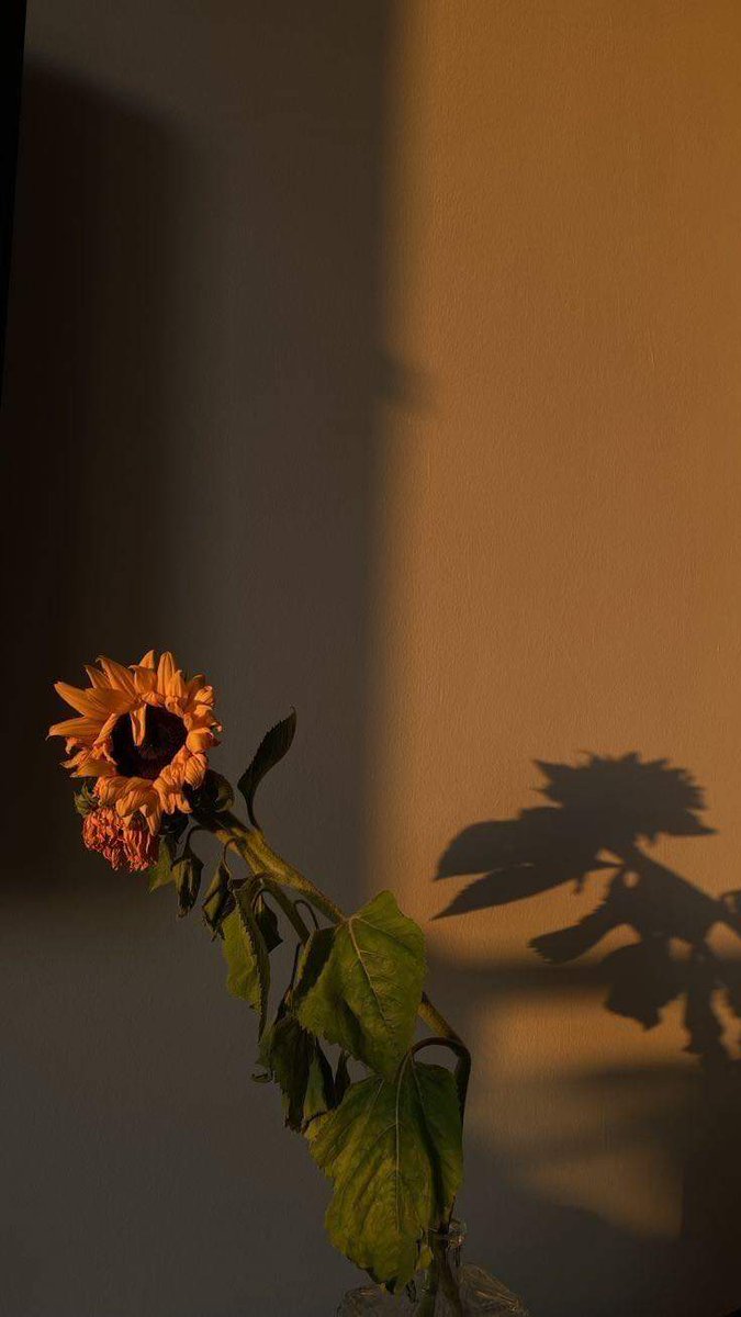 sunflower.🌻🤍 tweet media