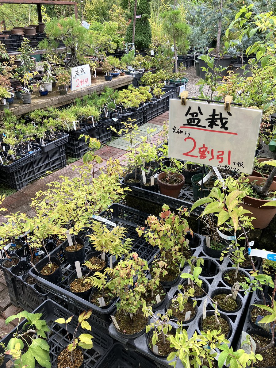 花鉢コーナーより
少しずつですが、秋のグラス植物が入荷してます。

店長おすすめ
パープルファウンテン
カレックス
ミューレンベルギア
※鉢物、盆栽コーナー他で割引セールも実施中です。
今週もよろしくお願いします。