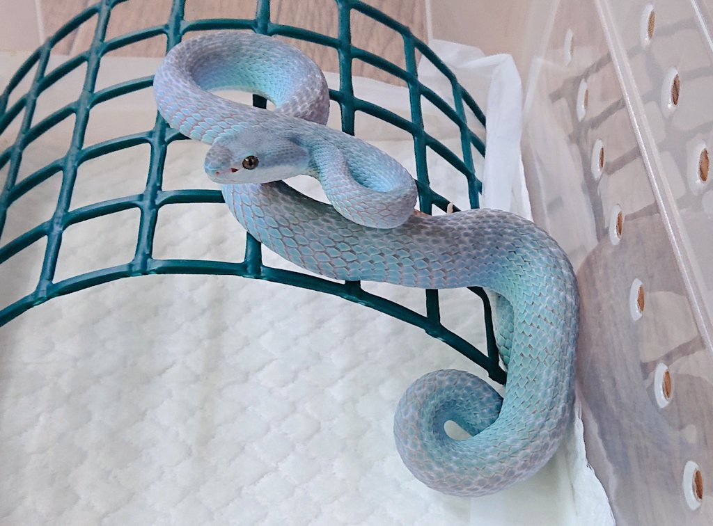 今朝のブルーピットバイパー

本日も美しい💘