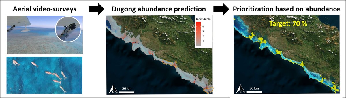 In this paper just out in Aquatic Conservation, we define spatial prioritization scenarios for the protection of endangered #dugongs in #NewCaledonia
👉onlinelibrary.wiley.com/doi/10.1002/aq…

Led by <a href="/umrMARBEC/">Marbec</a> <a href="/MannocciL/">Laura Mannocci</a> in collaboration with <a href="/UMREntropie/">Entropie - Tropical Marine Ecology Lab.</a> 
Funded by <a href="/MSCActions/">Marie Skłodowska-Curie Actions</a>
