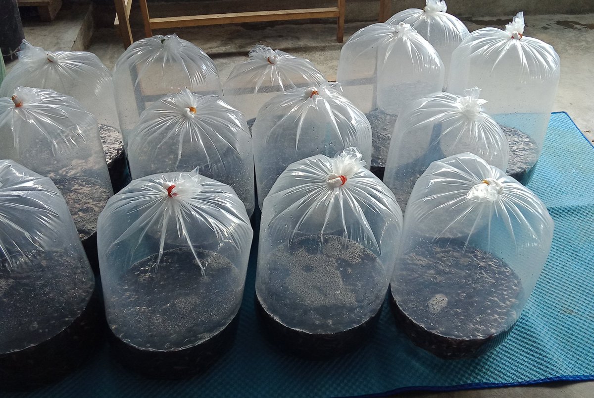 RRayusyam's tweet photo. Rabu(07/08)Romy Rayusyam luhkan Kab Bone Bolango,panen benih ikan nila dipokdakan alam segar desa Tamboo sebanyak 11.000 ekor dengan harga jual 350/ekor
#GiatluhkansatminkalBitung
#Luhlapor
#Produksi
#BP3Bitung https://t.co/onzkmkskWh