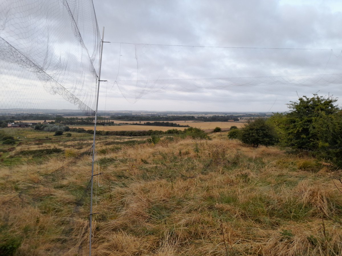Bucktonbirder now on Bluesky (@bucktonbirder) on Twitter photo Clopton, S Cambs so far this am, juv male Redstart (4th of autumn), adult Grasshopper Warbler (21st of autumn), 4 Sedge Warbler (inc control AVT) 2 Garden Warbler (64th of autumn) and of course lots of Blackcap. <a href="/Duerdenc1/">Duerden Cormack</a> <a href="/CambsBirdClub/">Cambs Bird Club</a> Clopton, S Cambs so far this am, juv male Redstart (4th of autumn), adult Grasshopper Warbler (21st of autumn), 4 Sedge Warbler (inc control AVT) 2 Garden Warbler (64th of autumn) and of course lots of Blackcap. <a href="/Duerdenc1/">Duerden Cormack</a> <a href="/CambsBirdClub/">Cambs Bird Club</a>