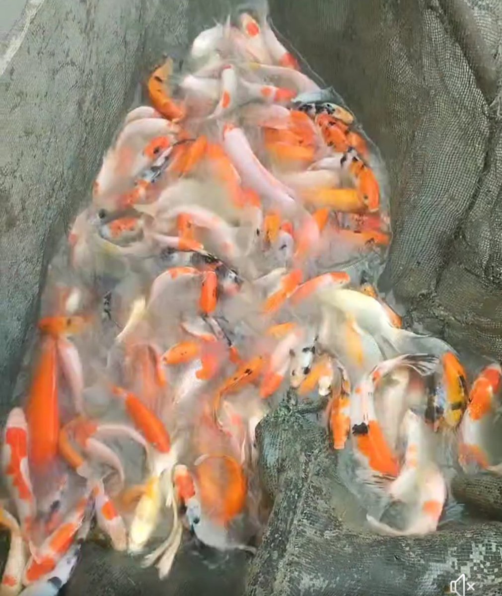 RRayusyam's tweet photo. Jumat(02/08)Romy Rayusyam Luhkan Kab Bone Bolango,berada dipokdakan Nirwana adyuta koi desa lonuo,panen ikan Koi sebanyak 100 ekor dengan harga jual 25.000/ekor
#Giatluhkansatminkalbitung
#Luhlapor
#Produksi
#BP3Bitung https://t.co/aeEAUoFDhS